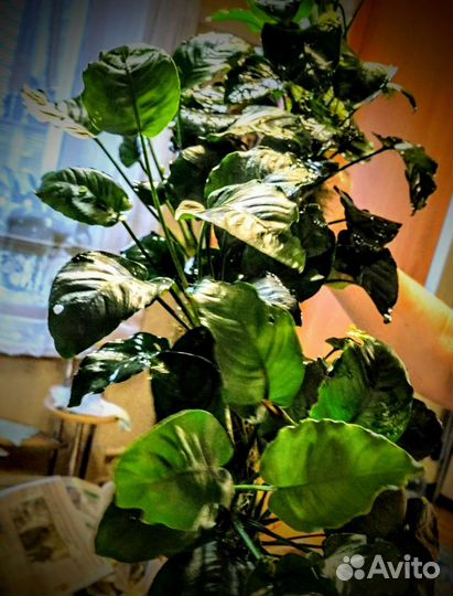 Аквариумные растения