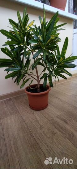 Кодиеум пестрый