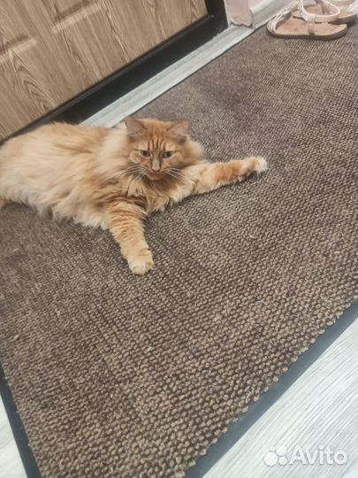 Кот в добрые руки