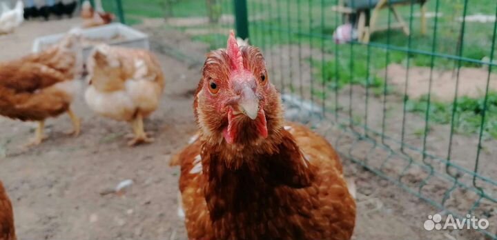 Куры несушки с доставкой