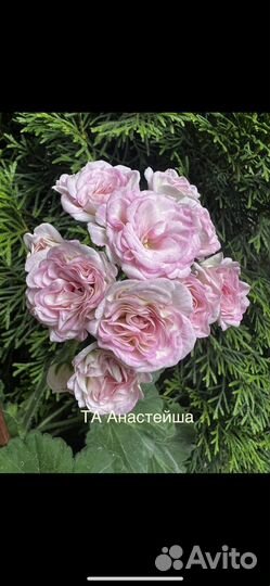 Пеларгония сортовая
