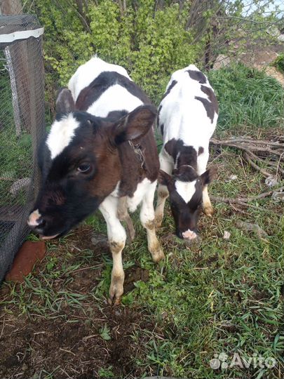 Продам телят