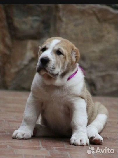 Щенки среднеазиатской овчарки