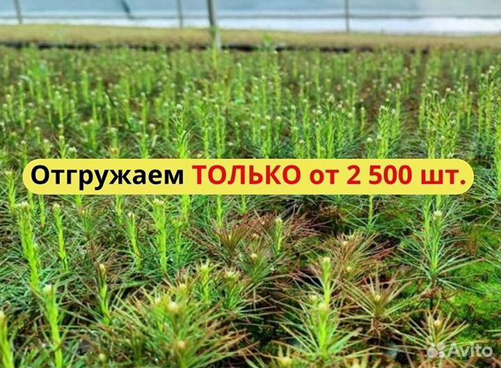 Саженцы сосны зкс