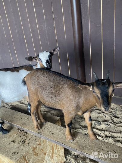 Уходу за животными