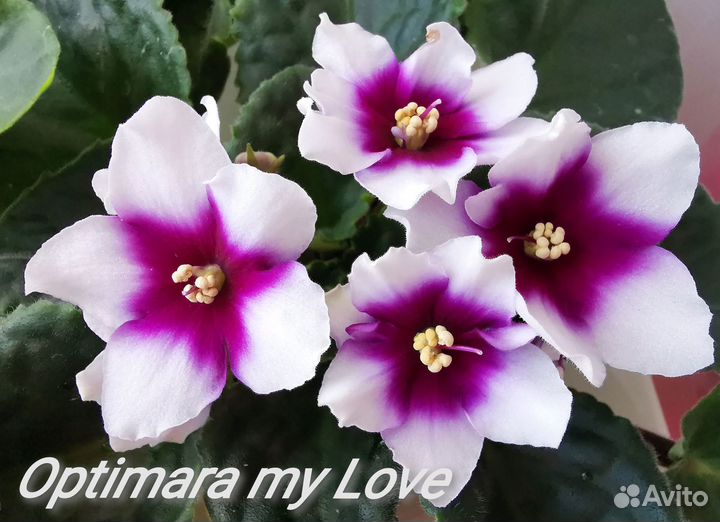 Детки и стартеры селекционных фиалок