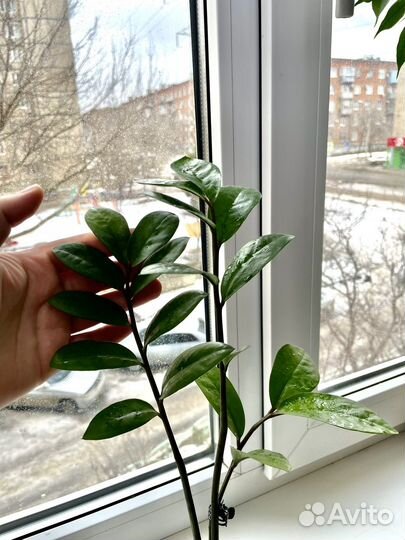 Замиокулькас