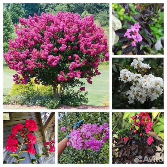 Лагерстремия индийская сирень