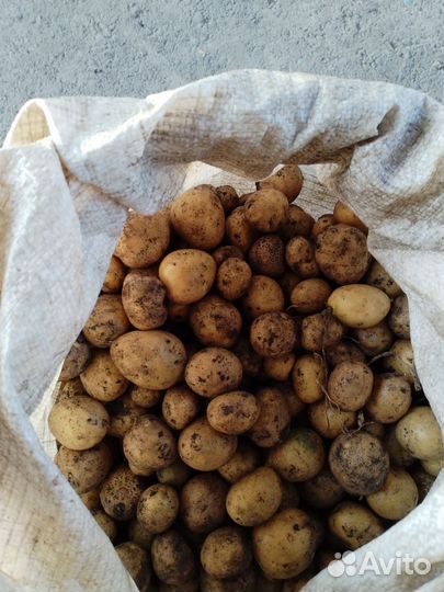 Картофель мелкий на корм скоту