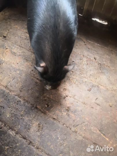 Вьетнамские свиньи, заано-альпийские козлики