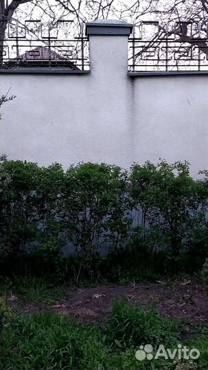 Кусты (спирея)