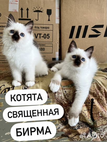 Котята священная бирма
