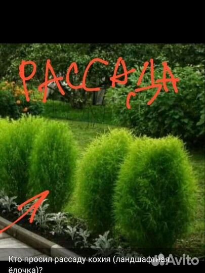 Кохия (ландшафтная ёлочка)