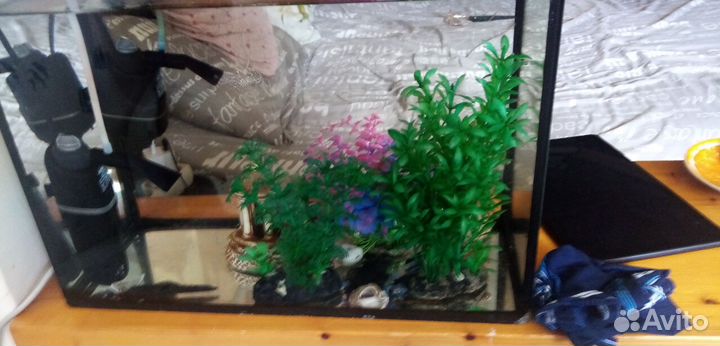 Аквариум с рыбками 6 сомиков
