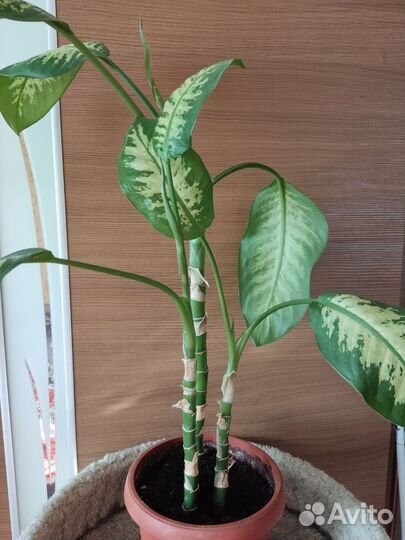 Диффенбахия