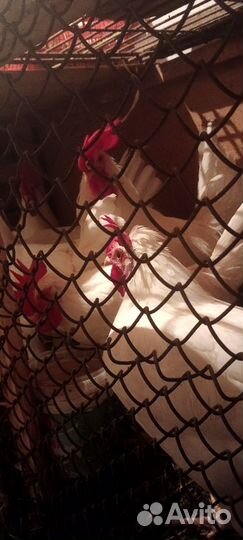 Петух леггорн