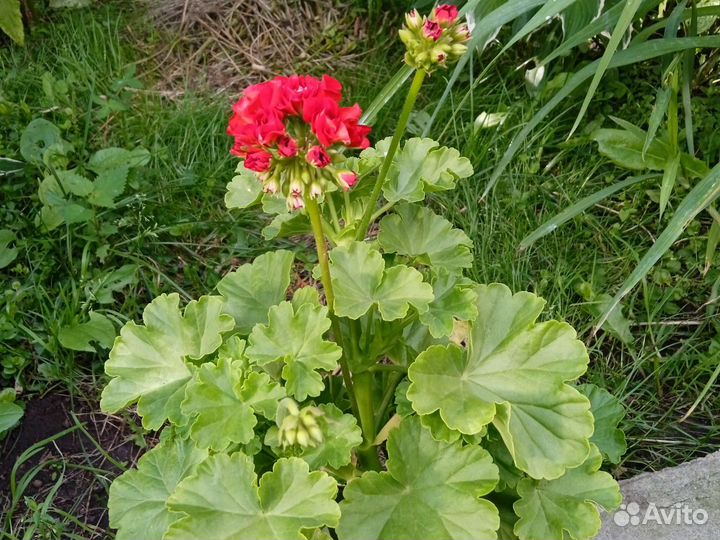Герань розовая, красная, красная розебудная