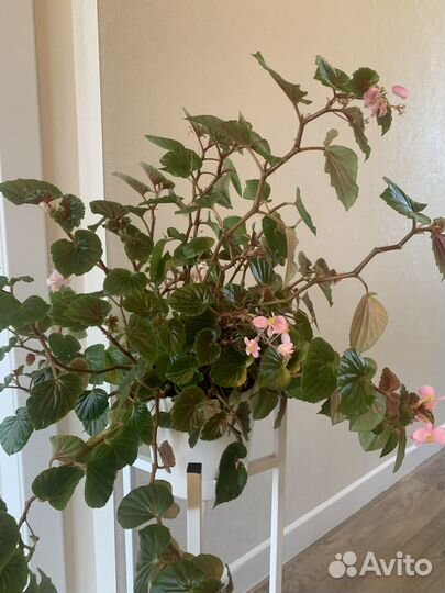 Бегония вечноцветущая