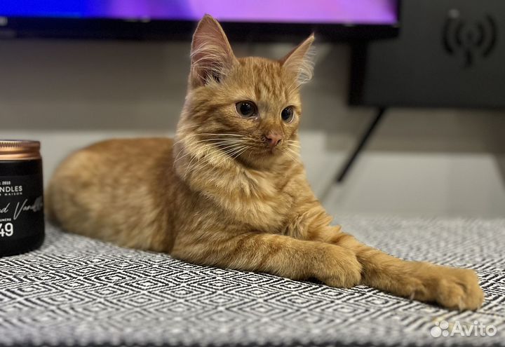 Рыжий котенок в добрые руки бесплатно