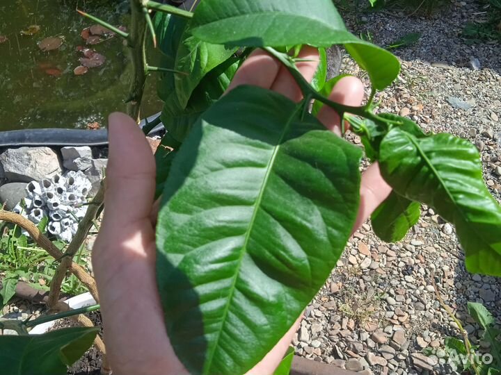 Лимонное дерево