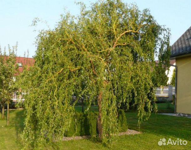 Ива извилистая