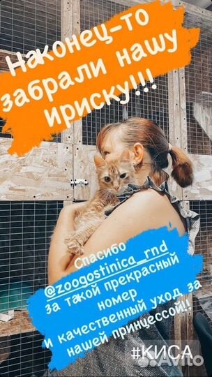 Передержка для кошек и собак