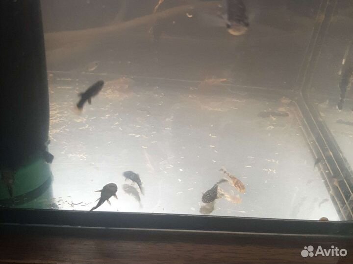 Аквариумные рыбки