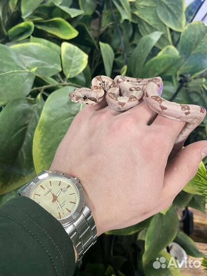 Императорский удав