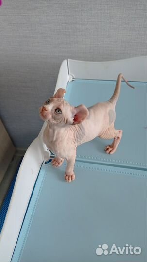 Котëнок Агнесса