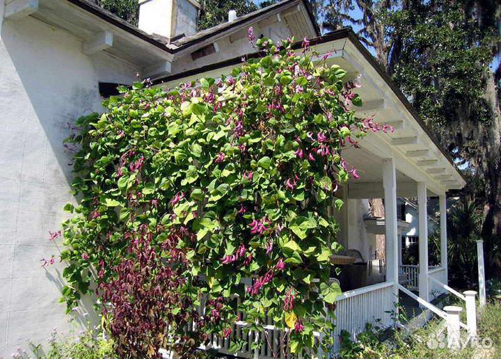 Долихос или вьющаяся сирень