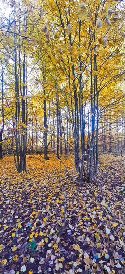 Участок 21,5 сот. (ИЖС)