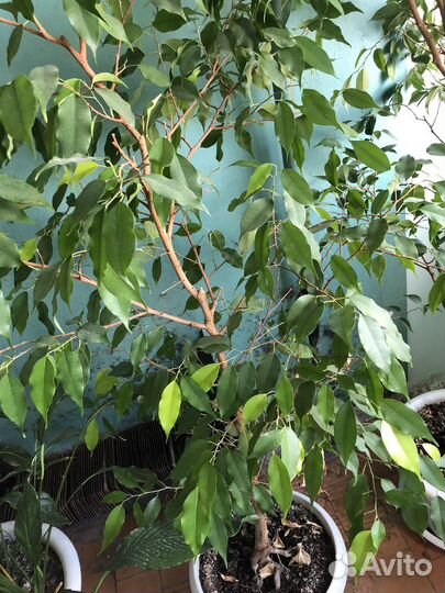 Фикус Бенджамина и Спатифилум