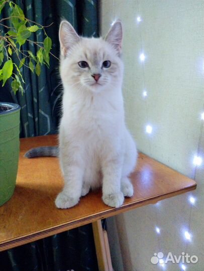 Сил-тебби-поинт