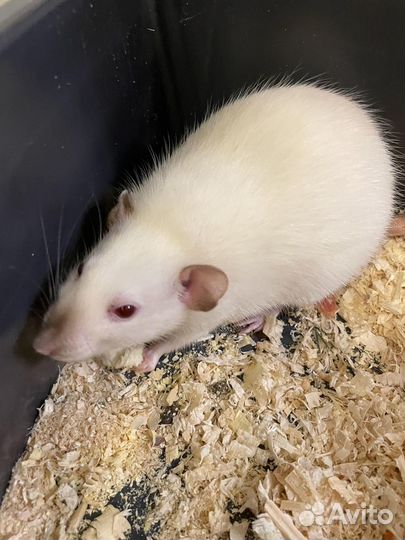 Продаю крыс