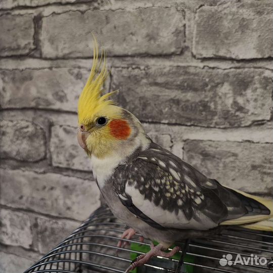 Попугай корелла с клеткой