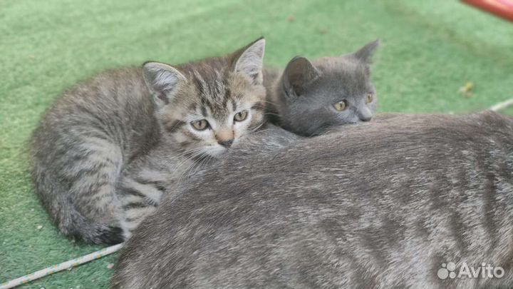 Котята полукровки в добрые руки бесплатно