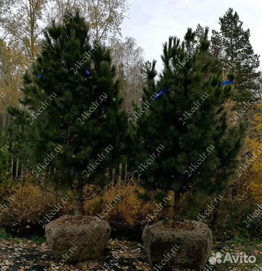 Дерево кедра