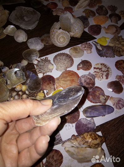 Ракушки для дизайна