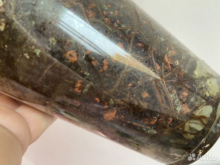 Филодендрон Карамель крем