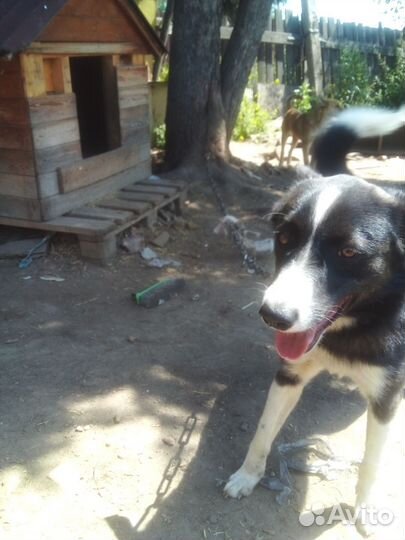 Реально охранный кастрированный пес