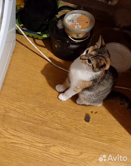 Отдам даром котёнка
