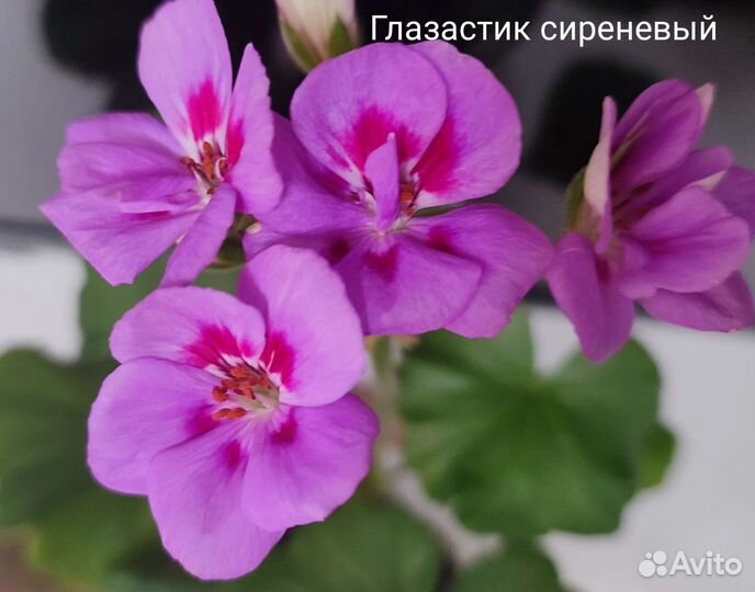 Пеларгония герань сортовая