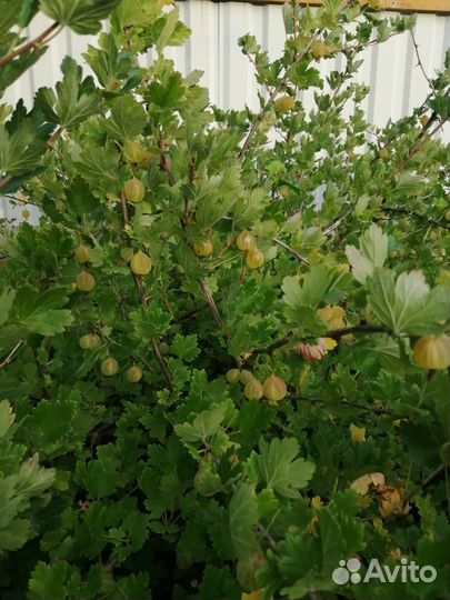 Крыжовник желтый