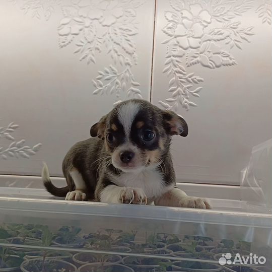 Щенки чихуахуа