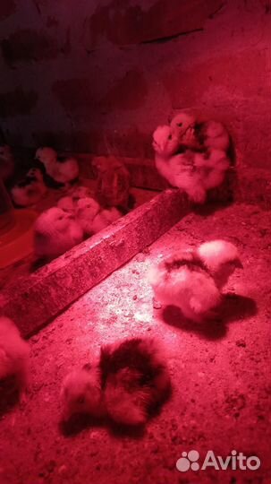 Декоративные карликовые куры