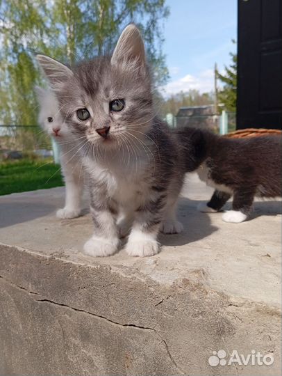 Котята в добрые руки