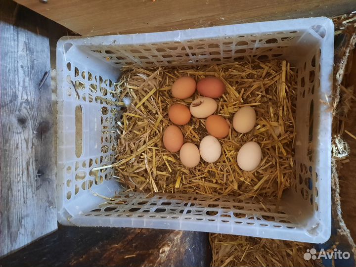 Куры несушки продам