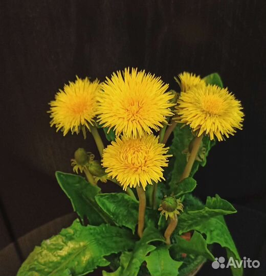 Одуванчик из холодного фарфора