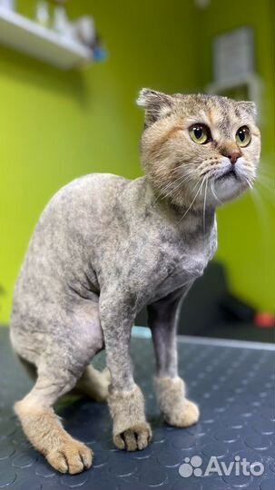 Груминг для животных