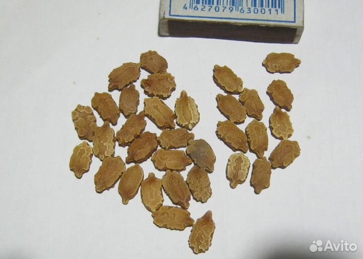 Семена момордики